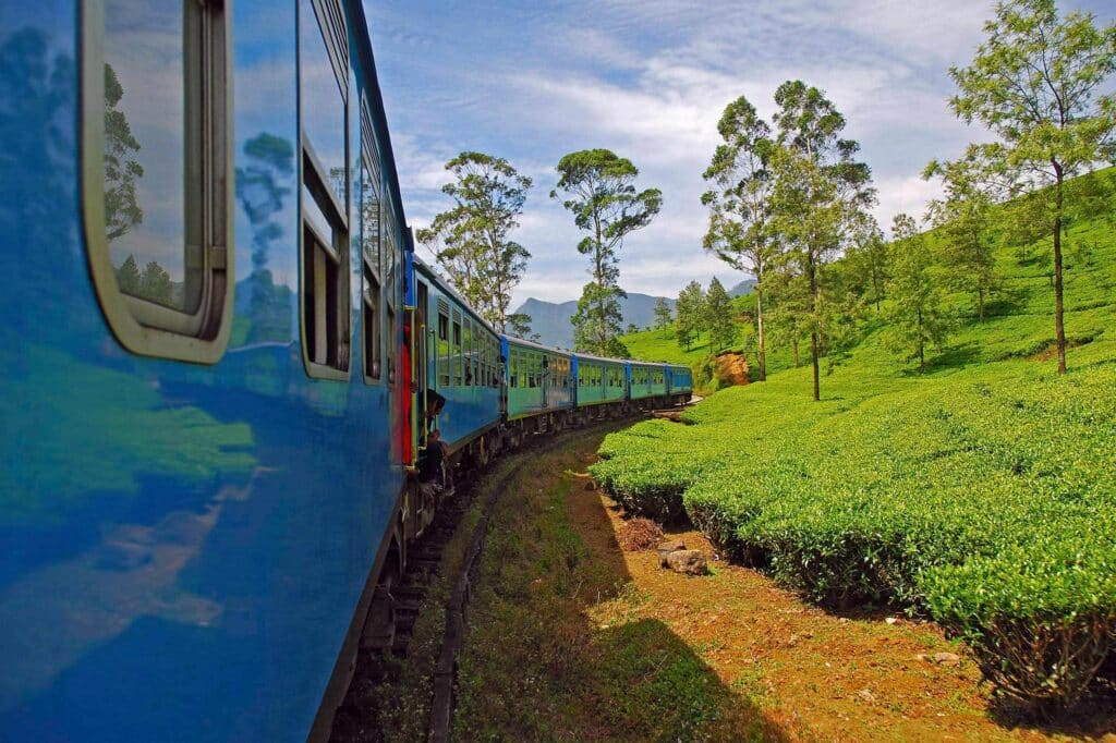 Fauna y flora en viajes en tren a zonas rurales: un vistazo