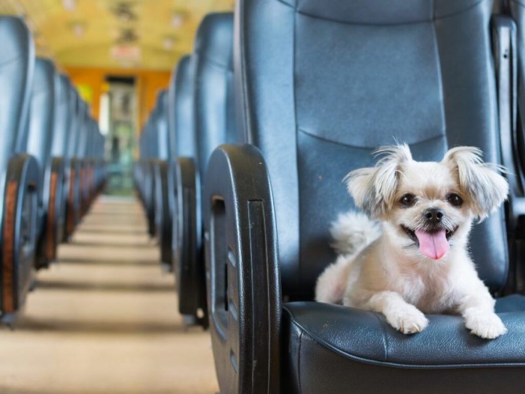 Viajar en tren con tu mascota: consejos y normas esenciales